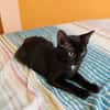 BLACKY, chaton mâle européen