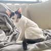 KALICY, chat femelle européen, junior