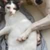 KALICY, chat femelle européen, junior