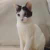 KALICY, chat femelle européen, junior
