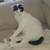 KALICY, chat femelle européen, junior