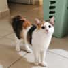 MINA, chat femelle type européen, junior