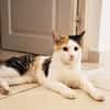 MINA, chat femelle type européen, junior