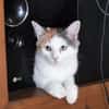 MINA, chat femelle type européen, junior