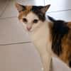 MINA, chat femelle type européen, junior