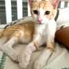 JOSE, Chaton mâle type européen