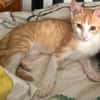 JOSE, Chaton mâle type européen