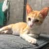 JOSE, Chaton mâle type européen