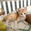 JOSE, Chaton mâle type européen