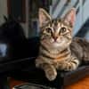 LINE, chaton femelle type Européen