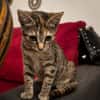 LINE, chaton femelle type Européen