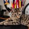 LINE, chaton femelle type Européen