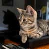 LINE, chaton femelle type Européen