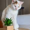PARIS, chatte type européen