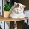 PARIS, chatte type européen