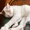 PARIS, chatte type européen
