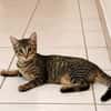 KATE, chaton femelle européen