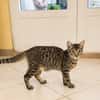 KATE, chaton femelle européen