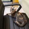 KATE, chaton femelle européen