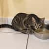 KATE, chaton femelle européen