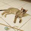 LIZZY, chaton femelle junior européen