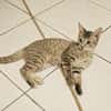 LIZZY, chaton femelle junior européen