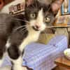 MYO, chaton mâle européen