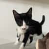 MYO, chaton mâle européen