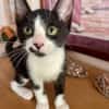 MYO, chaton mâle européen