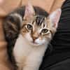 BARNABÉ, chaton type européen mâle
