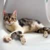 BARNABÉ, chaton type européen mâle