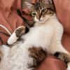 BARNABÉ, chaton type européen mâle