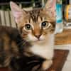 BARNABÉ, chaton type européen mâle