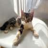 BARNABÉ, chaton type européen mâle