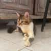 BARNABÉ, chaton type européen mâle