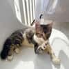 BARNABÉ, chaton type européen mâle