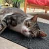 BONBONETTE, chatte européenne adulte