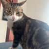 BONBONETTE, chatte européenne adulte