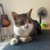 BONBONETTE, chatte européenne adulte