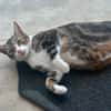 BONBONETTE, chatte européenne adulte