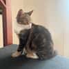 BONBONETTE, chatte européenne adulte