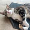 BONBONETTE, chatte européenne adulte