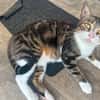 BONBONETTE, chatte européenne adulte