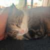 BONBONETTE, chatte européenne adulte