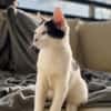 ERENE, chaton femelle type européen