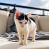 ERENE, chaton femelle type européen