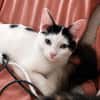 ERENE, chaton femelle type européen