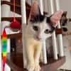 ERENE, chaton femelle type européen
