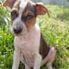 AURORA, chiot femelle Berger Créole