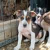 AURORA, chiot femelle Berger Créole